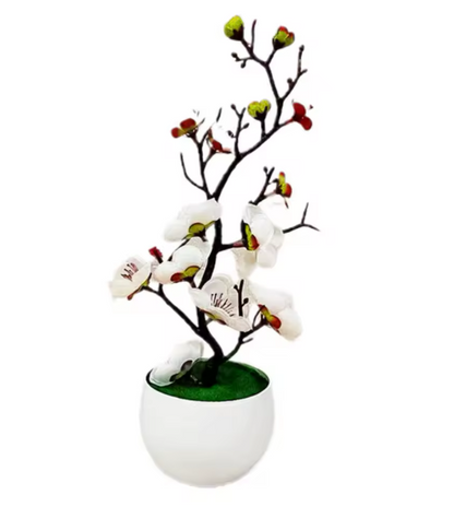 Bonsaï d'intérieur